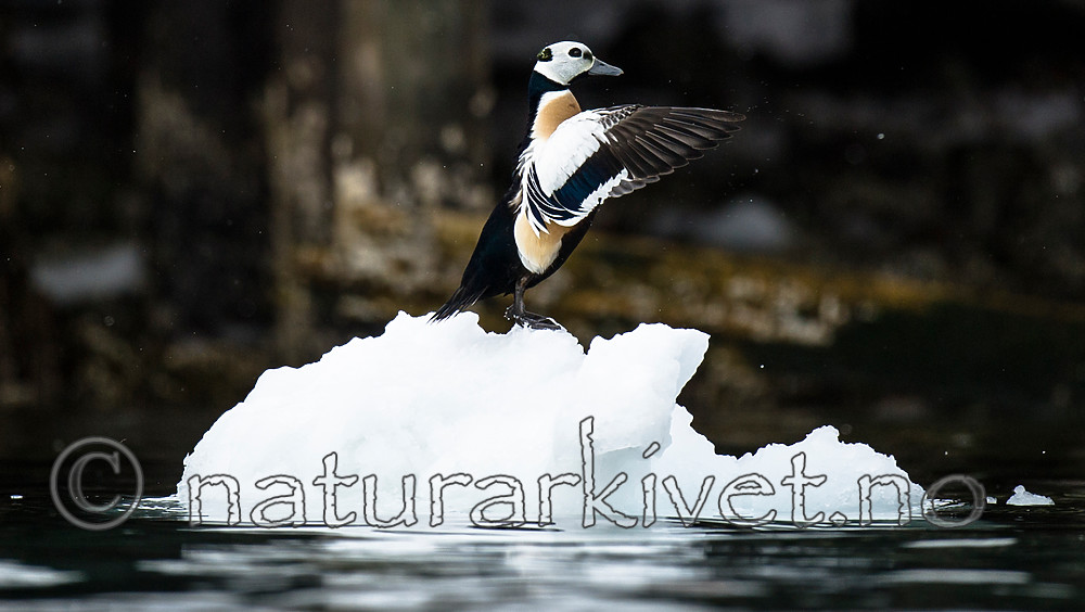 BB 13 0478 / Polysticta stelleri / Stellerand