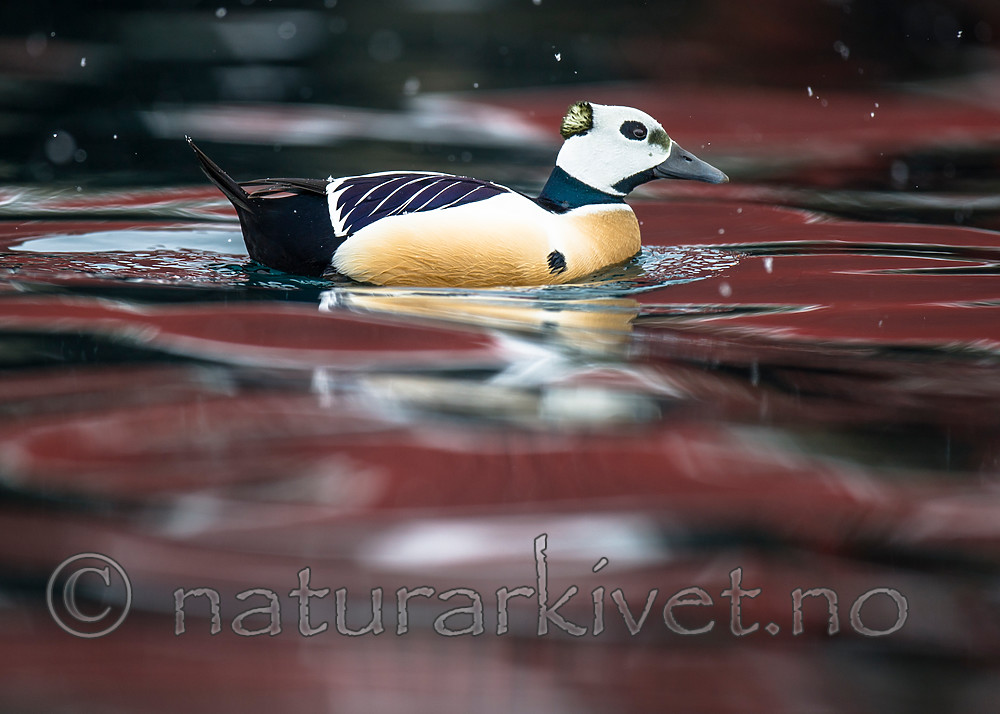 BB 13 0479 / Polysticta stelleri / Stellerand