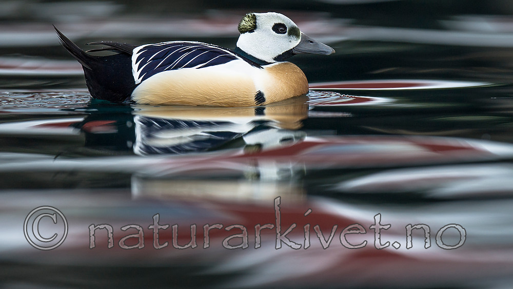 BB 13 0483 / Polysticta stelleri / Stellerand