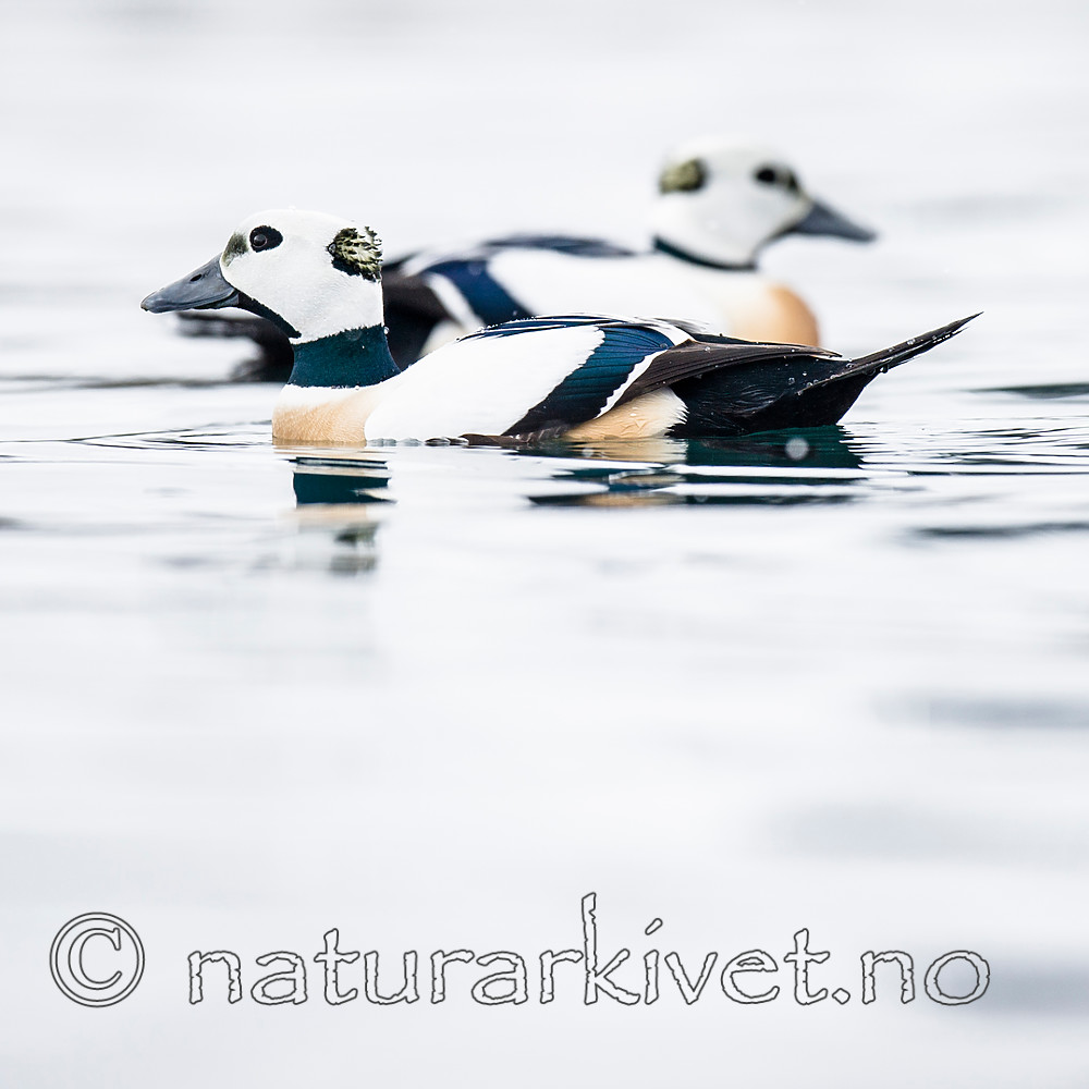BB 13 0485 / Polysticta stelleri / Stellerand