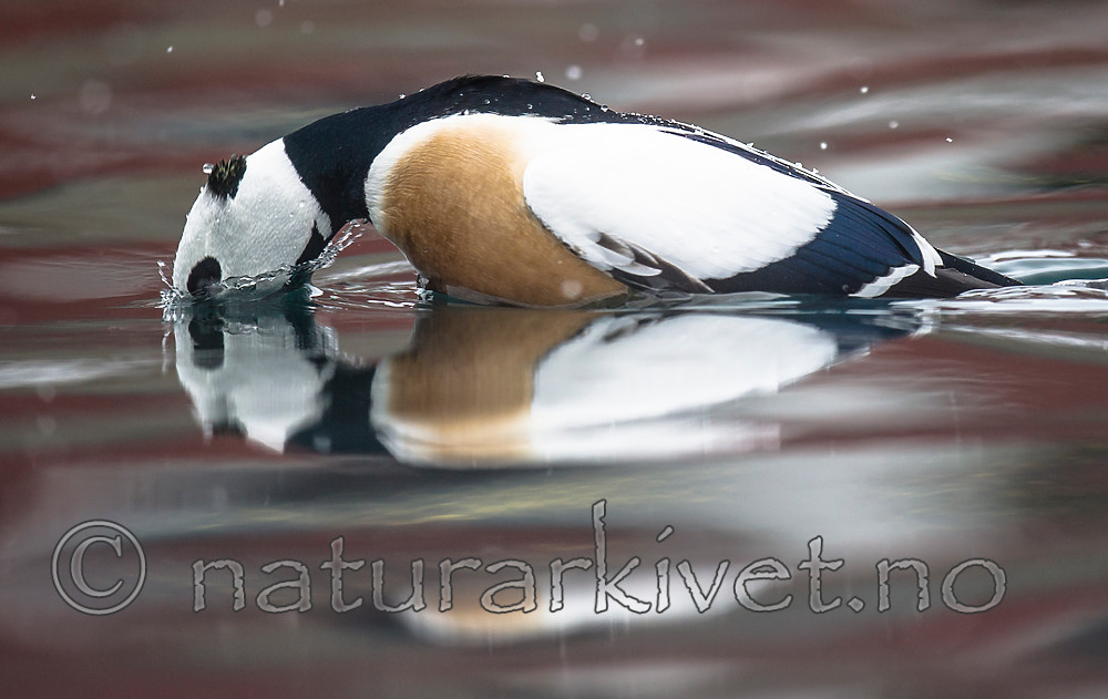 BB 13 0486 / Polysticta stelleri / Stellerand