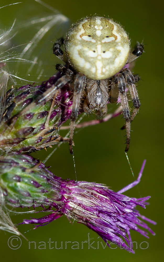 BB 13 0493 / Araneus quadratus