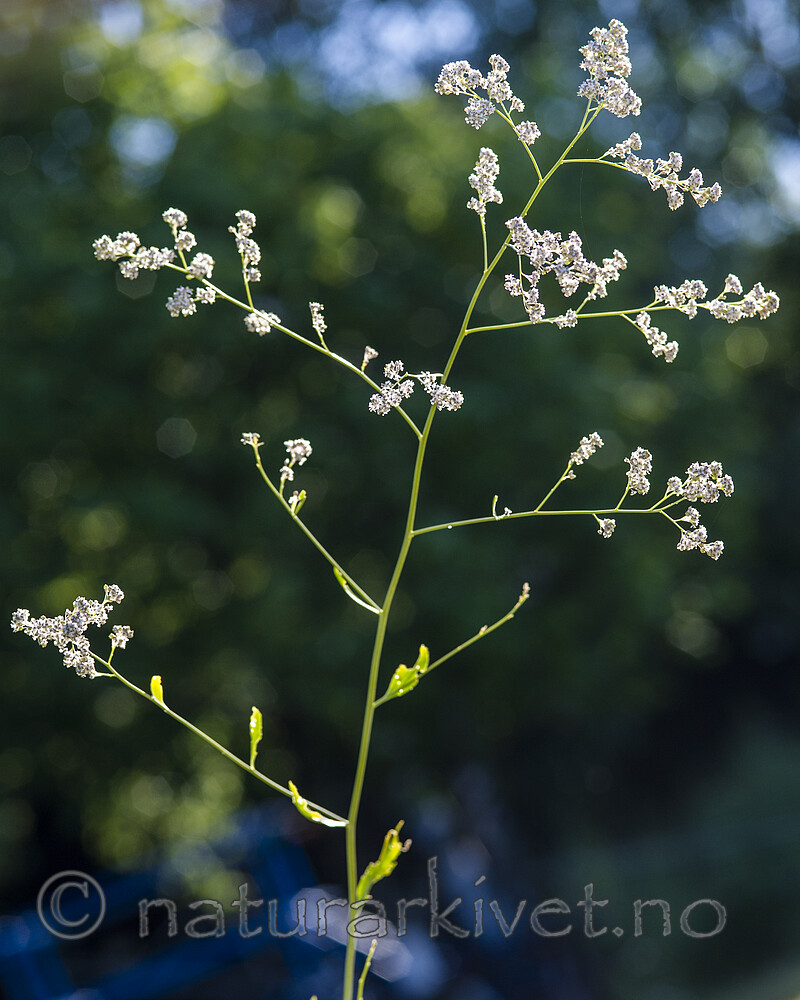 BB 13 0502 / Lepidium latifolium / Strandkarse