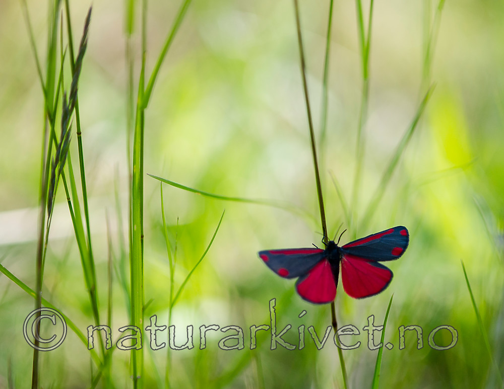 BB 13 0506 / Tyria jacobaeae / Karminspinner