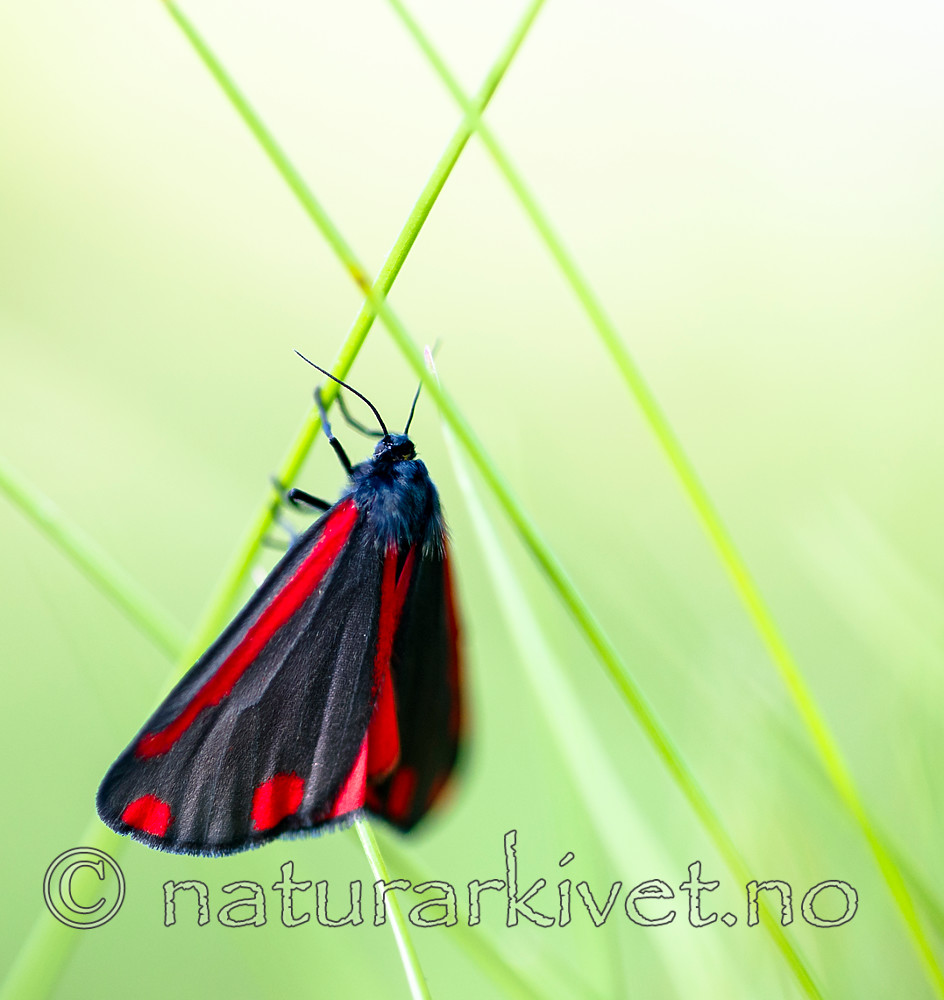 BB 13 0507 / Tyria jacobaeae / Karminspinner