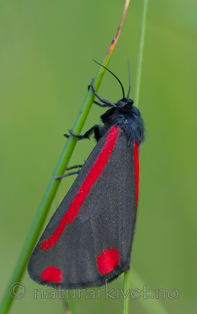 BB 13 0509 / Tyria jacobaeae / Karminspinner