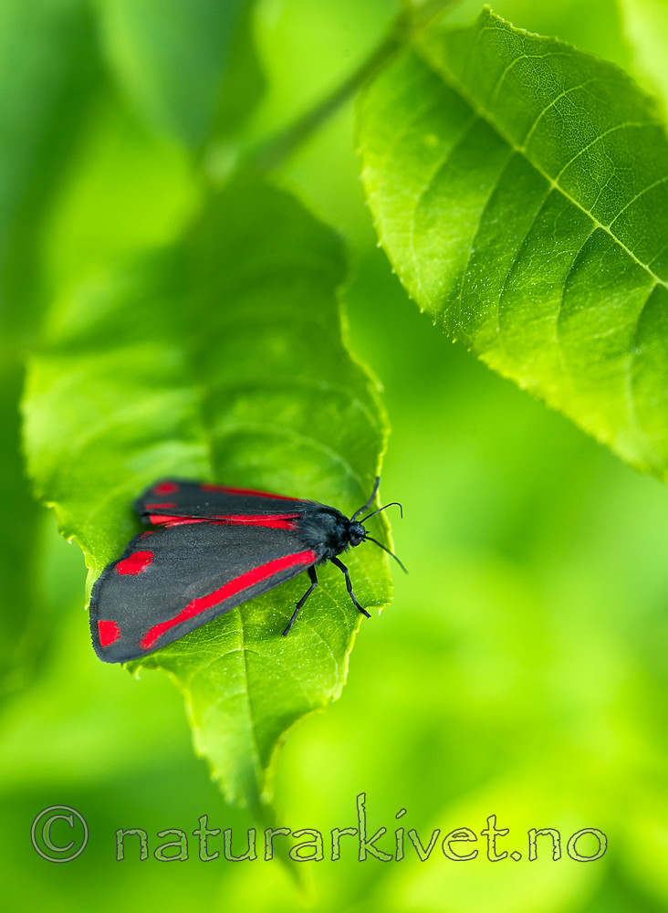 BB 13 0511 / Tyria jacobaeae / Karminspinner