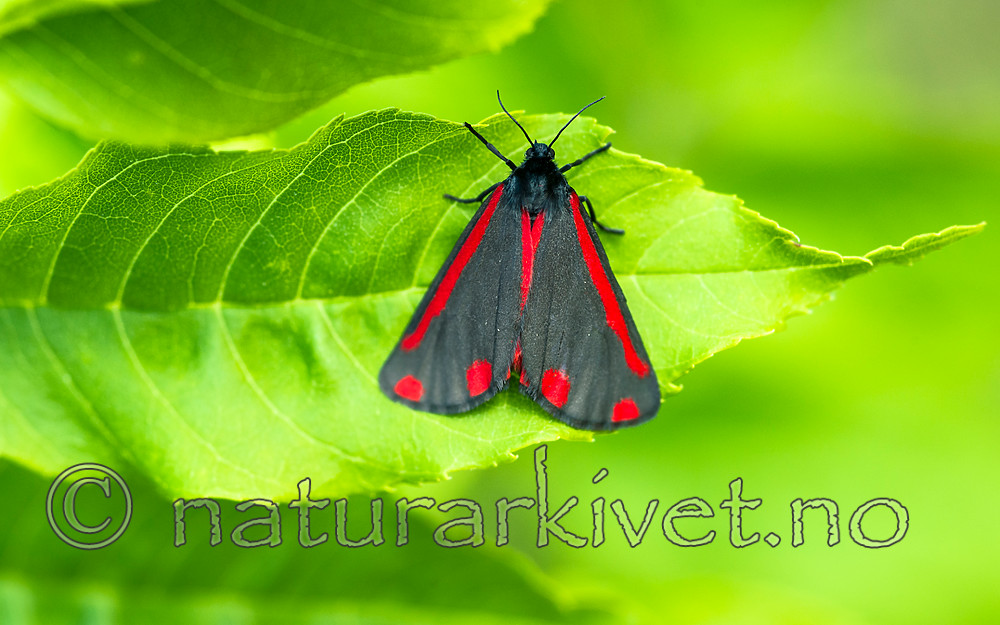 BB 13 0513 / Tyria jacobaeae / Karminspinner