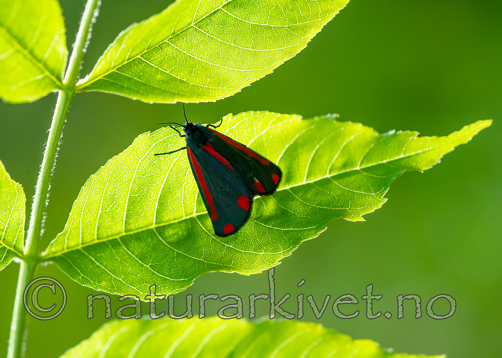 BB 13 0515 / Tyria jacobaeae / Karminspinner