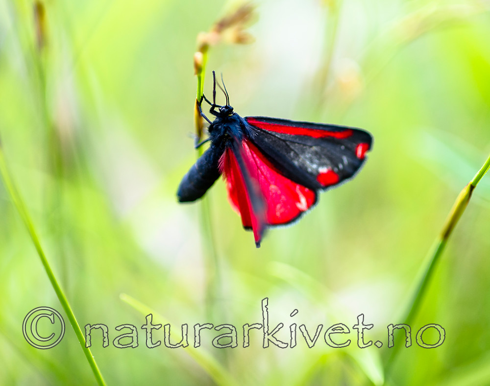 BB 13 0520 / Tyria jacobaeae / Karminspinner