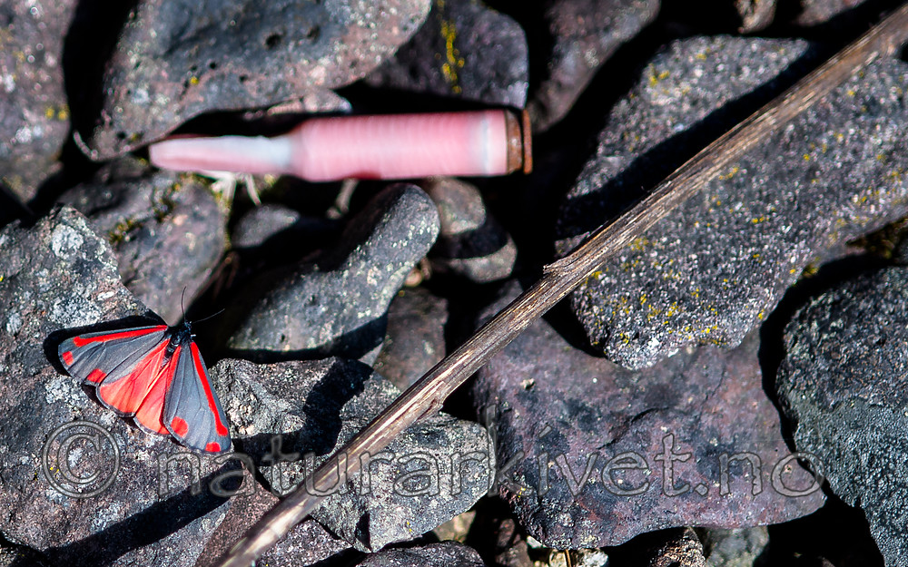 BB 13 0522 / Tyria jacobaeae / Karminspinner