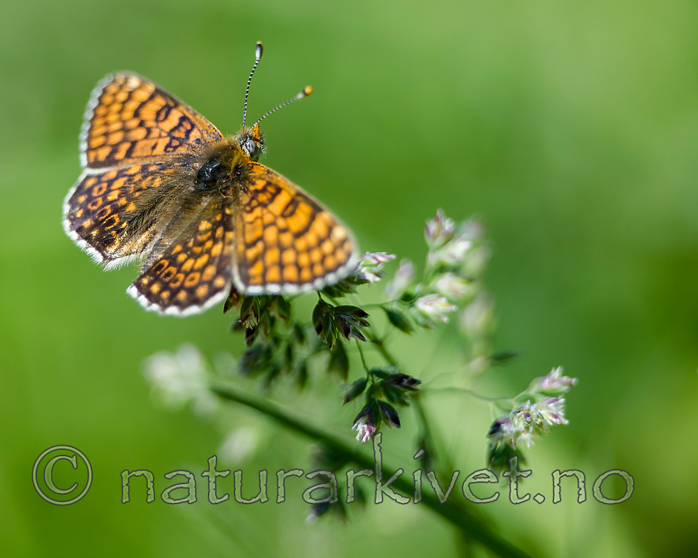 BB 13 0528 / Melitaea cinxia / Prikkrutevinge