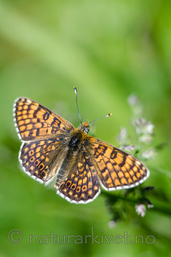 BB 13 0533 / Melitaea cinxia / Prikkrutevinge