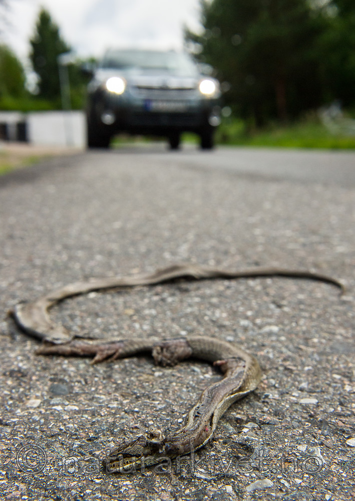 BB 13 0540 / Coronella austriaca / Slettsnok