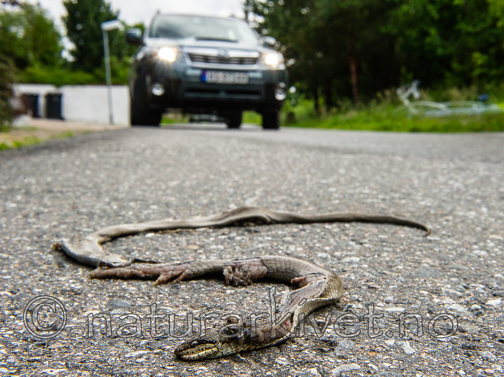 BB 13 0541 / Coronella austriaca / Slettsnok