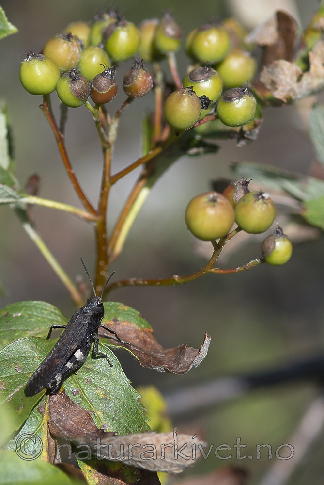 BB 13 0542 / Psophus stridulus / Klapregresshoppe <br /> Sorbus hybrida / Rognasal