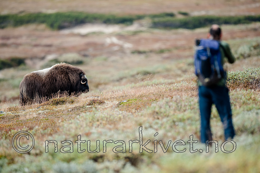 BB 13 0544 / Ovibos moschatus / Moskusfe