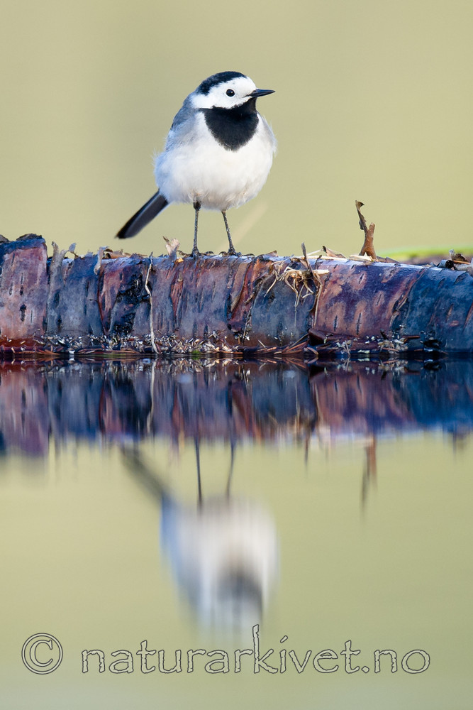 BB 13 0545 / Motacilla alba / Linerle