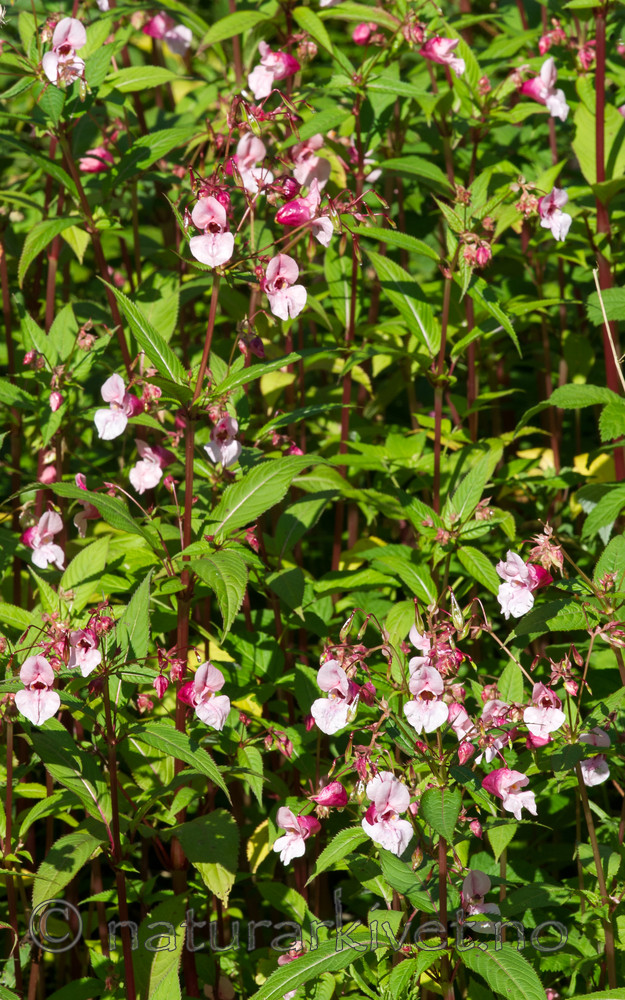 BB 13 0550 / Impatiens glandulifera / Kjempespringfrø