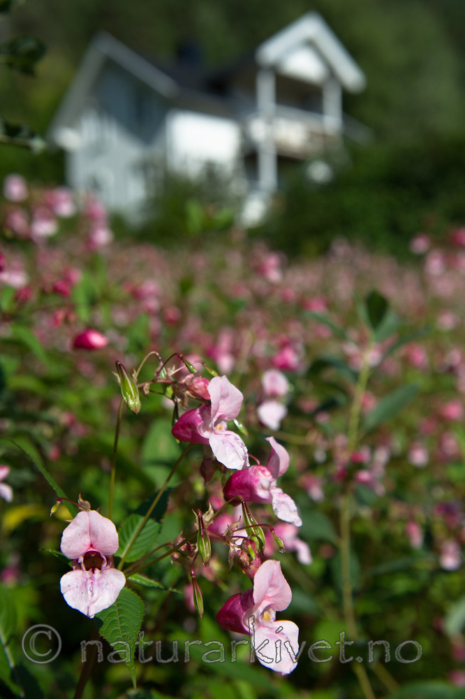 BB 13 0554 / Impatiens glandulifera / Kjempespringfrø