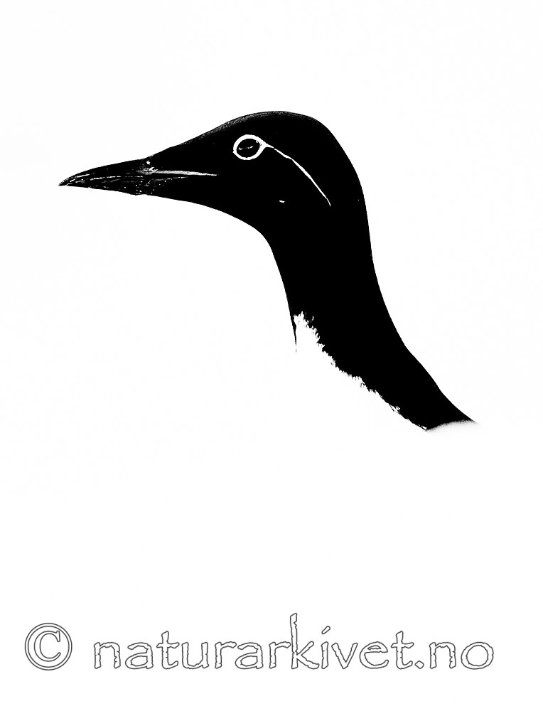 BB 13 0563 / Uria aalge / Lomvi