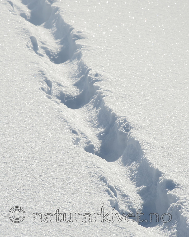 BB 13 0565 / Lutra lutra / Oter