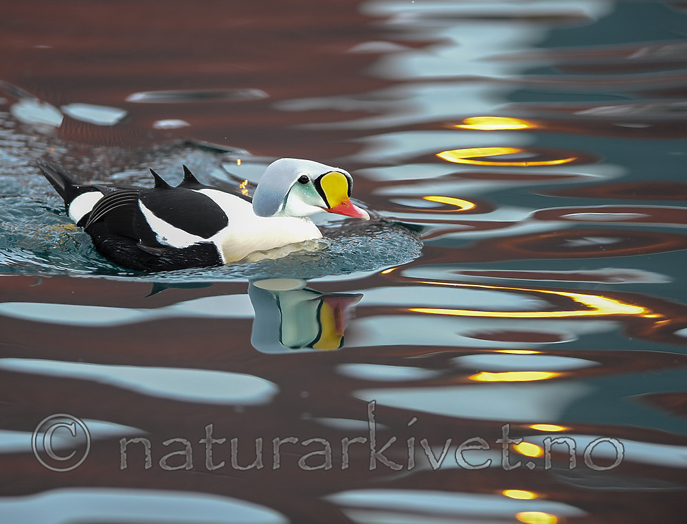 BB 13 0570 / Somateria spectabilis / Praktærfugl