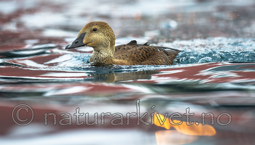 BB 13 0572 / Somateria spectabilis / Praktærfugl