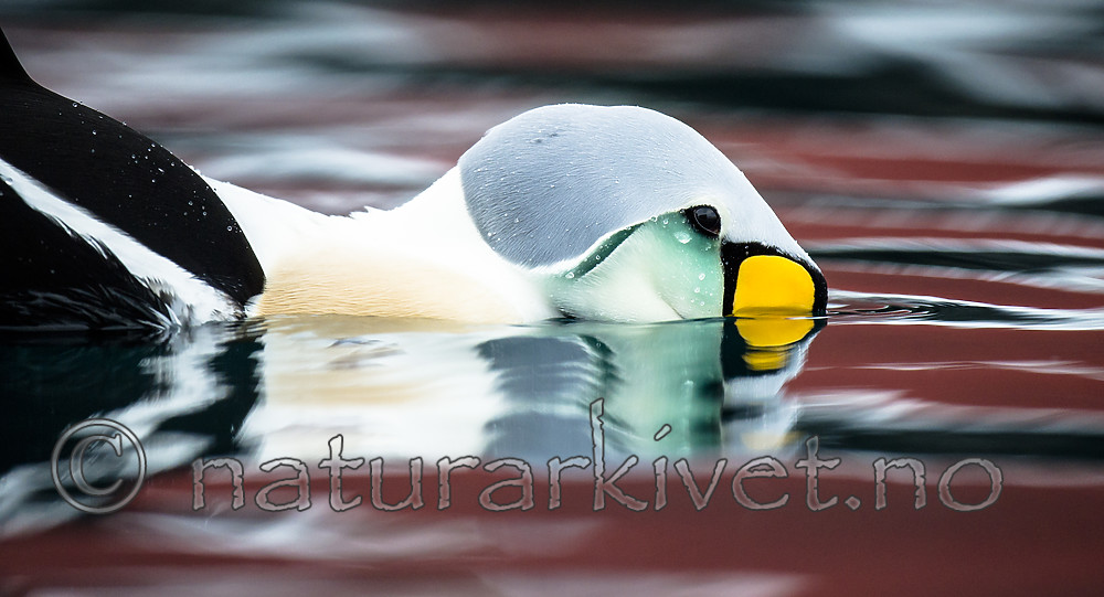 BB 13 0575 / Somateria spectabilis / Praktærfugl