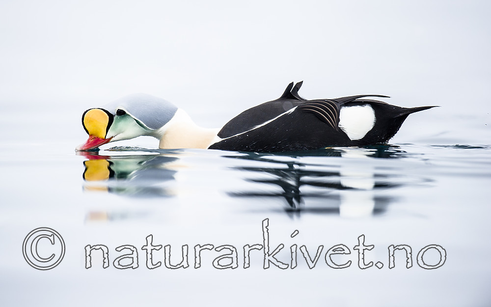 BB 13 0576 / Somateria spectabilis / Praktærfugl