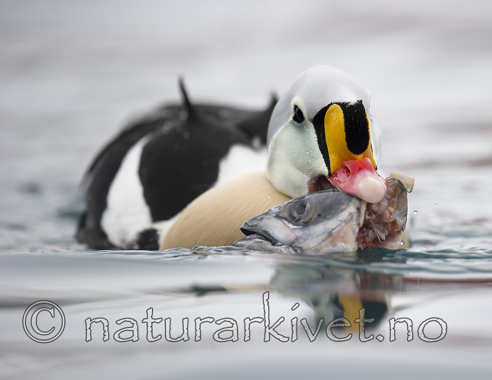 BB 13 0578 / Somateria spectabilis / Praktærfugl