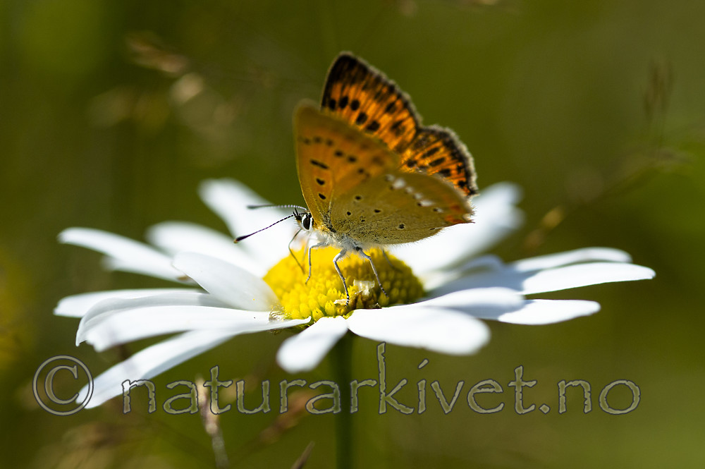 BB 13 0579 / Leucanthemum vulgare / Prestekrage
