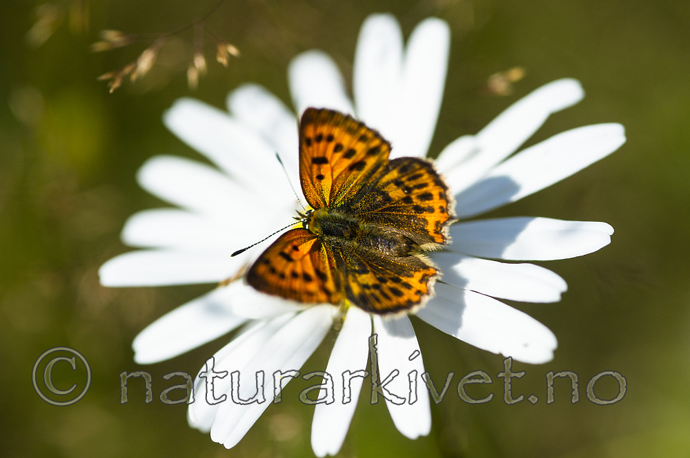 BB 13 0580 / Leucanthemum vulgare / Prestekrage