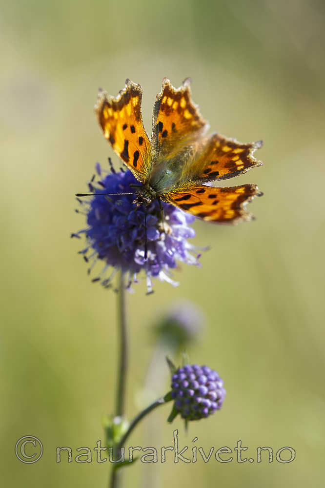 BB 13 0583 / Polygonia c-album / Hvit c <br /> Succisa pratensis / Blåknapp