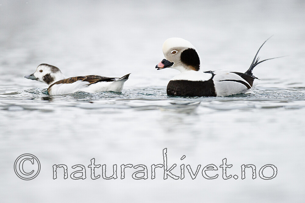 BB 13 0588 / Clangula hyemalis / Havelle