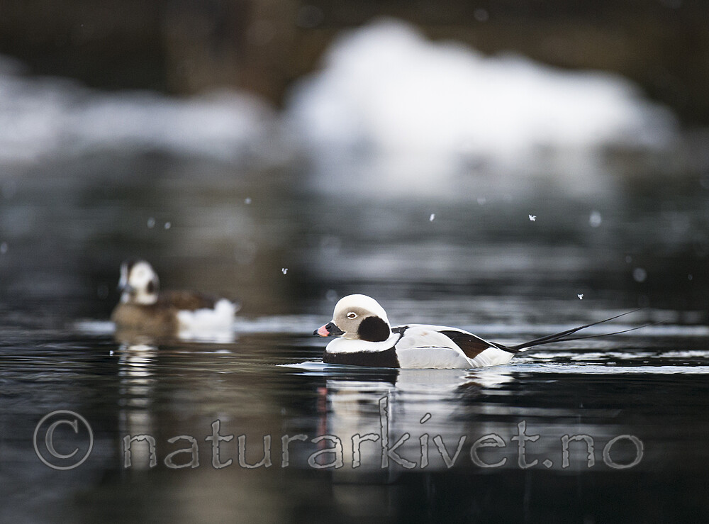 BB 13 0591 / Clangula hyemalis / Havelle