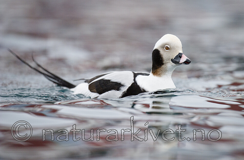 BB 13 0593 / Clangula hyemalis / Havelle