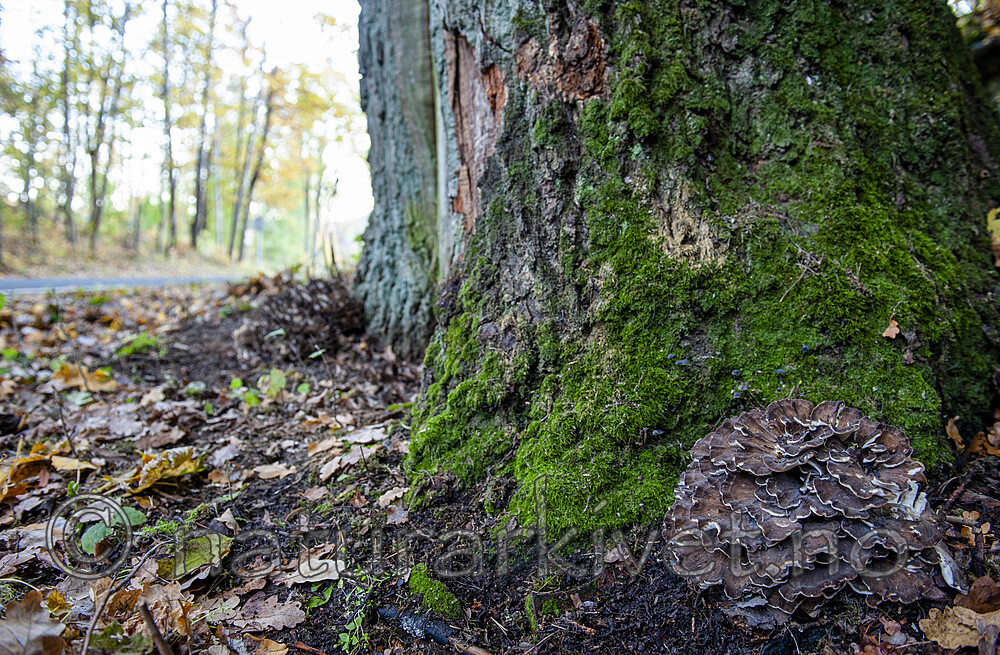 BB 13 0605 / Grifola frondosa / Korallkjuke