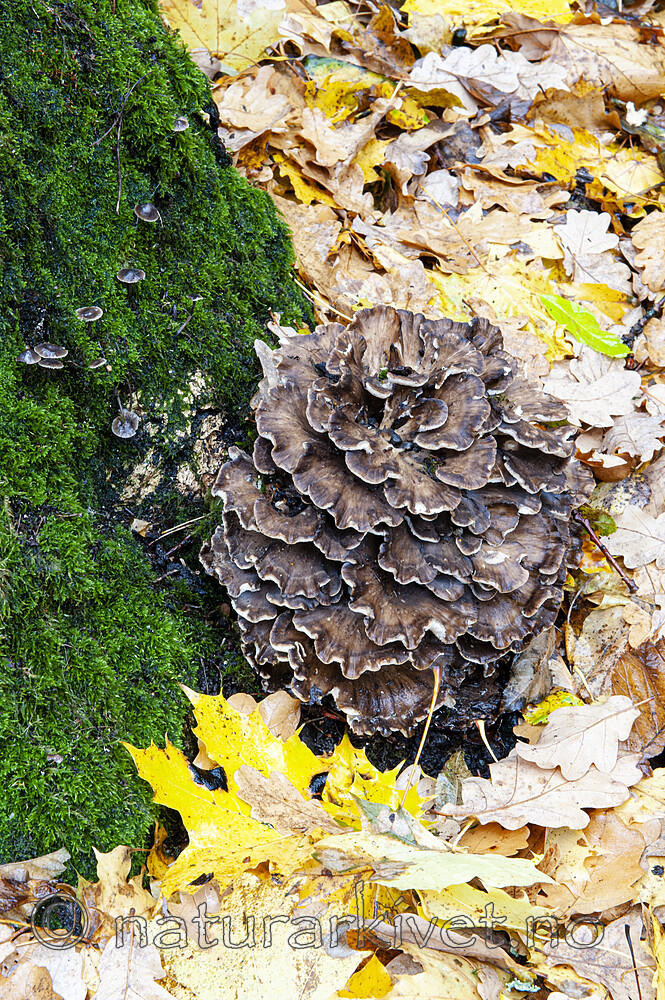 BB 13 0609 / Grifola frondosa / Korallkjuke