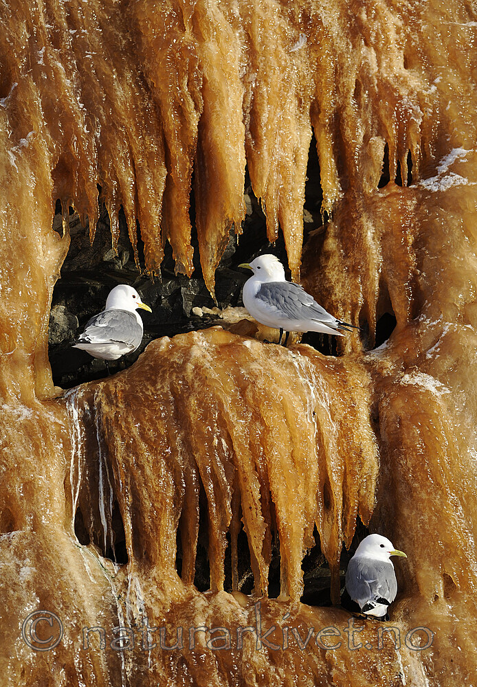 BB 13 0615 / Rissa tridactyla / Krykkje