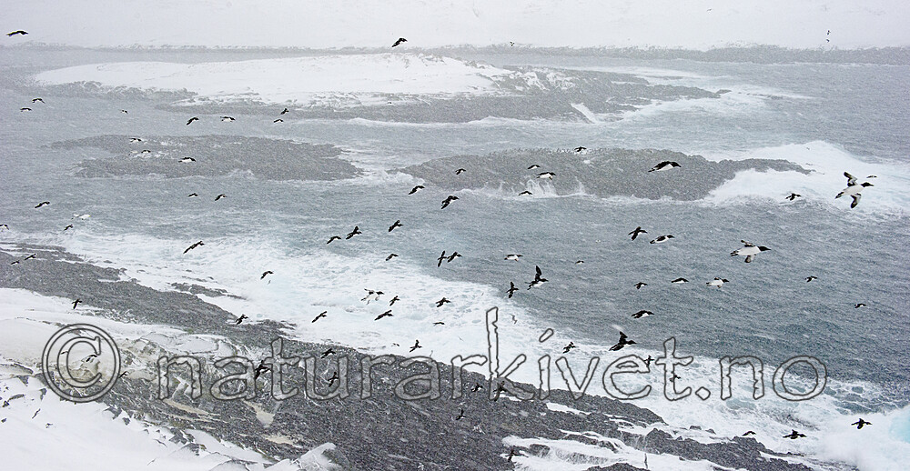 BB 13 0616 / Uria aalge / Lomvi