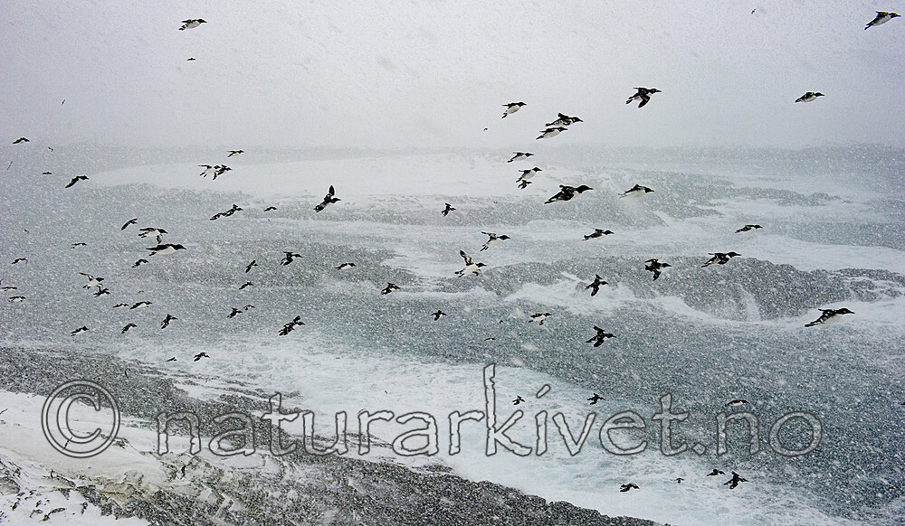 BB 13 0617 / Uria aalge / Lomvi