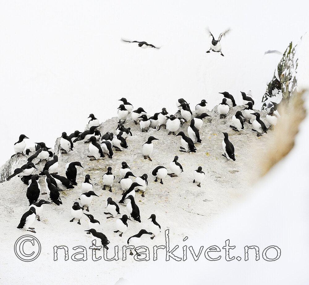 BB 13 0620 / Uria aalge / Lomvi