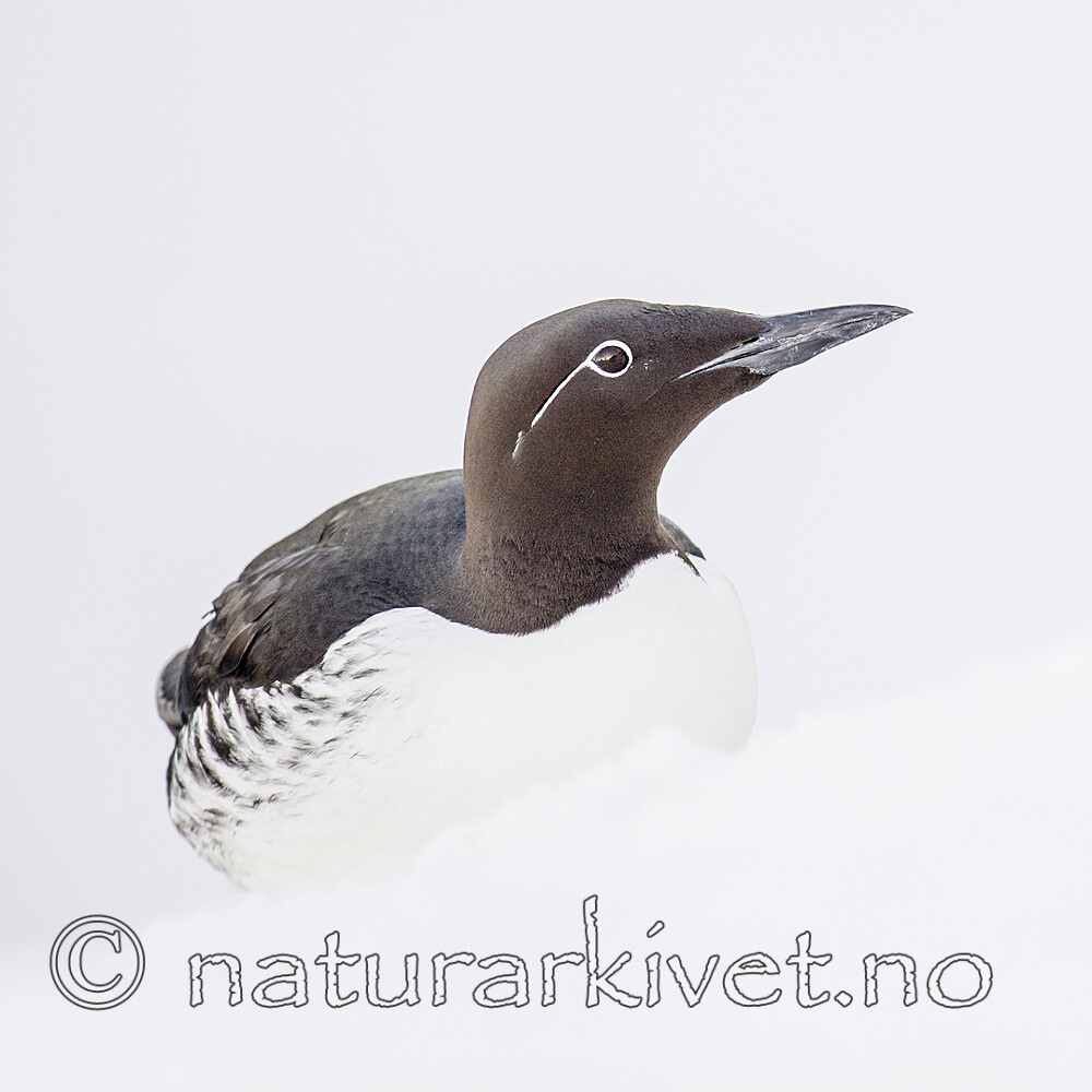 BB 13 0622 / Uria aalge / Lomvi