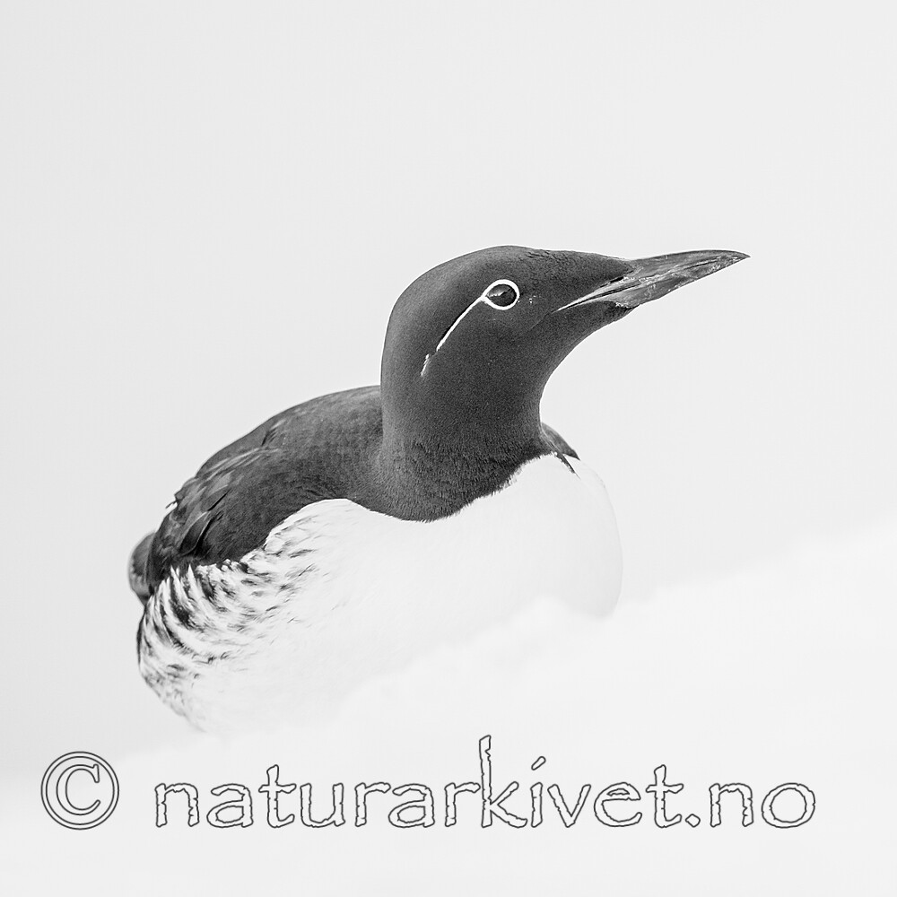 BB 13 0623 / Uria aalge / Lomvi