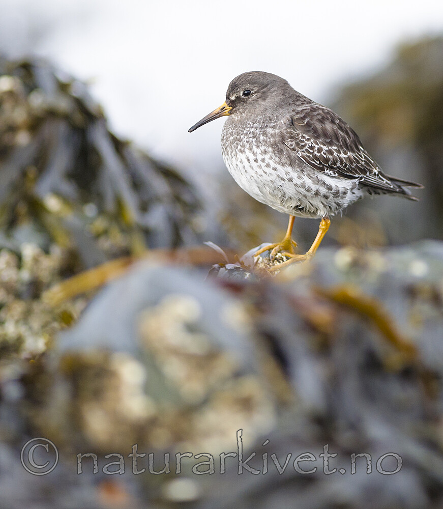 BB 13 0626 / Calidris maritima / Fjæreplytt