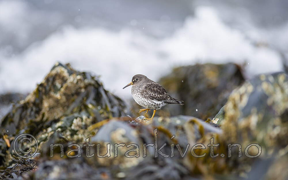 BB 13 0627 / Calidris maritima / Fjæreplytt