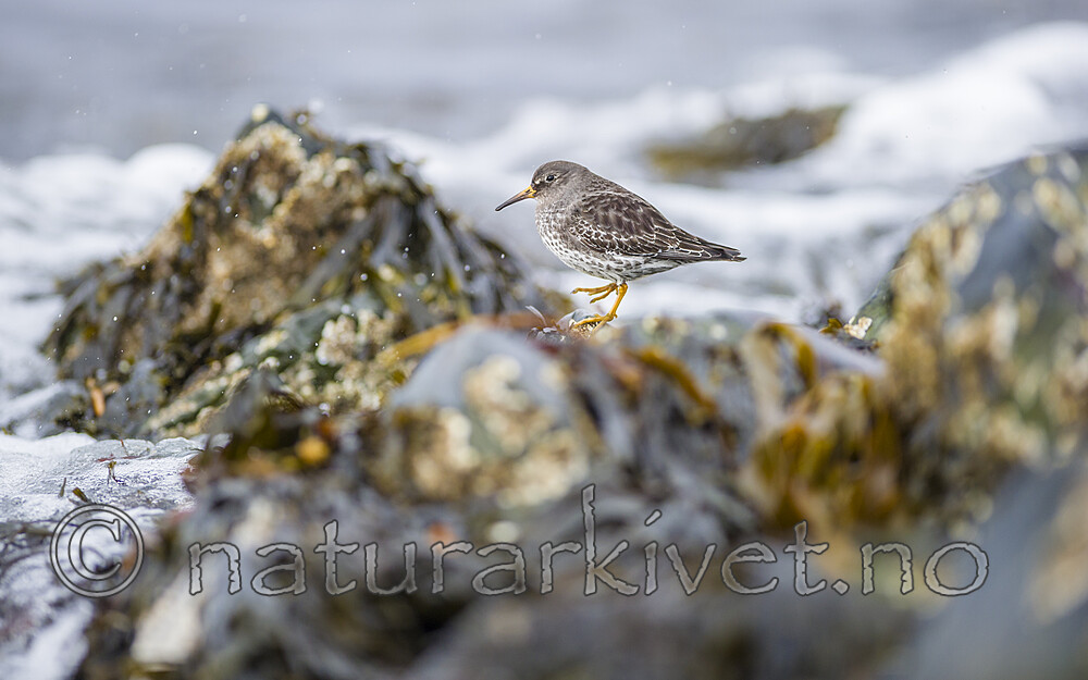 BB 13 0628 / Calidris maritima / Fjæreplytt