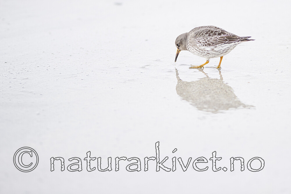 BB 13 0631 / Calidris maritima / Fjæreplytt