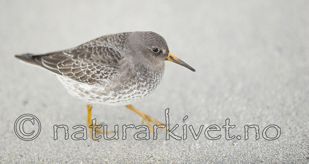 BB 13 0634 / Calidris maritima / Fjæreplytt